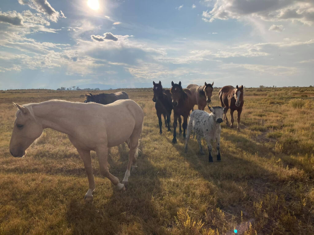 Yuma Silver Spur Rodeo Cowboy Lifestyle Network