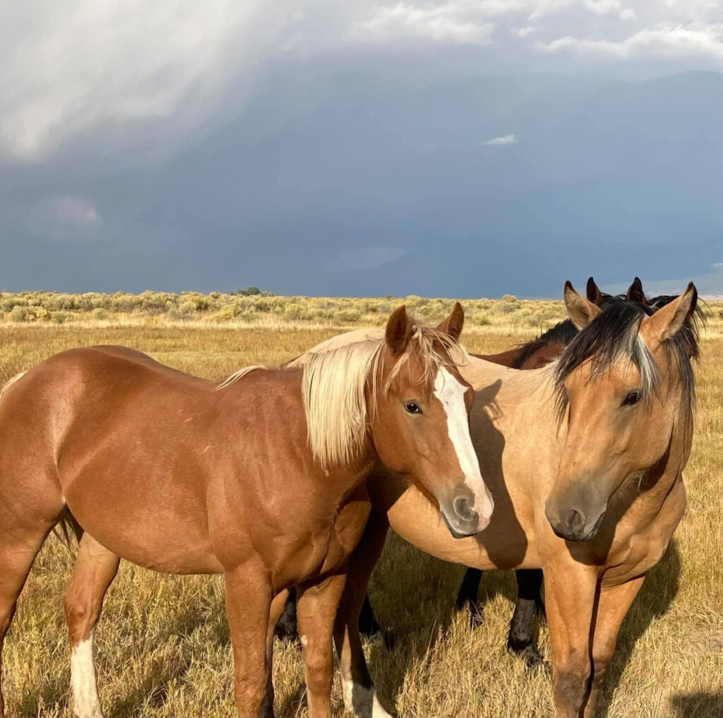 Yuma Silver Spur Rodeo 2024 Cowboy Lifestyle Network