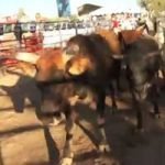 Running with the Bulls in Cave Creek AZ