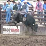 Profesional Rodeo Bull Riding