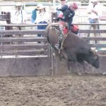 Profesional Rodeo Bull Riding