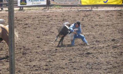 Pro Rodeo Steer Wrestling