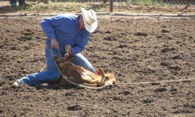 Pro Rodeo Tie Down Roping