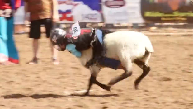 Mutton bustin at PRCA Gary Hardt Memorial Rodeo 2013 in Payson, AZ
