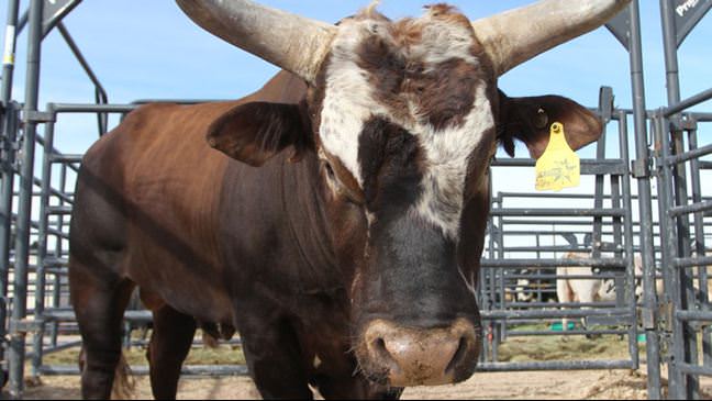 Rise of Bushwacker: PBR 2011 World Champion Bucking Bull | CLN