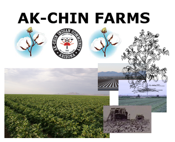 1962 - The Ak-Chin Indian Community Farms Enterprise began, and has been the number one source of income for the Community to this day.