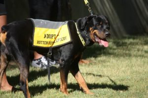 Adopt Me-Mary Ellen Corbett Rotten Rottie Rescue