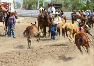 Macie roars to the finish line (also known as Mama) to win the championship of the 2014 Cheyenne Frontier Days Dinner Bell Derby.