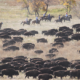 Buffalo-Roundup-2014-copyright-Kirchmann-Media-Group