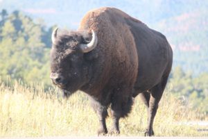 Bull-Buffalo-Roundup