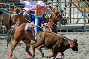 Cowgirl-roping-a-calf-in-High-School-Rodeo-competition--canstockphoto0656988