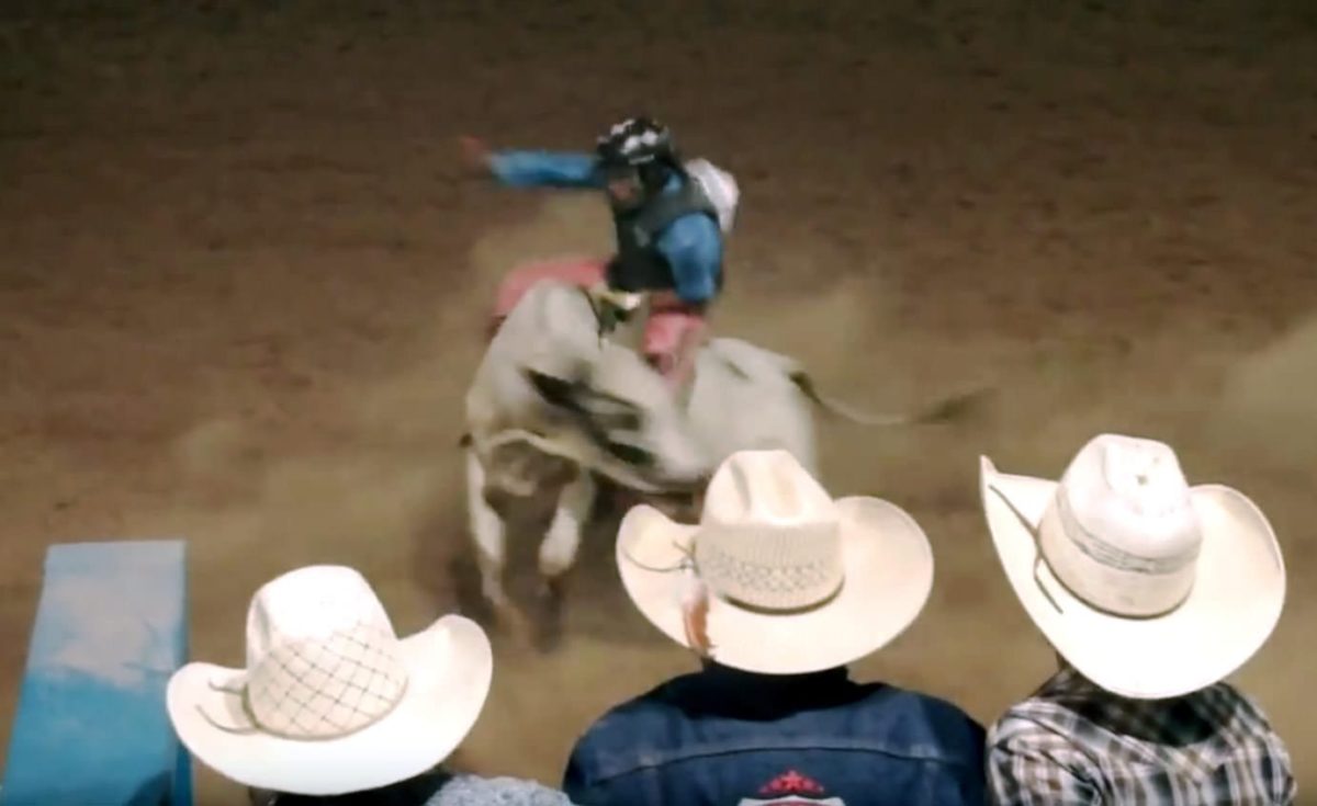 Investing in a Thrill of a Lifetime Turning Bucking Bull Prospects