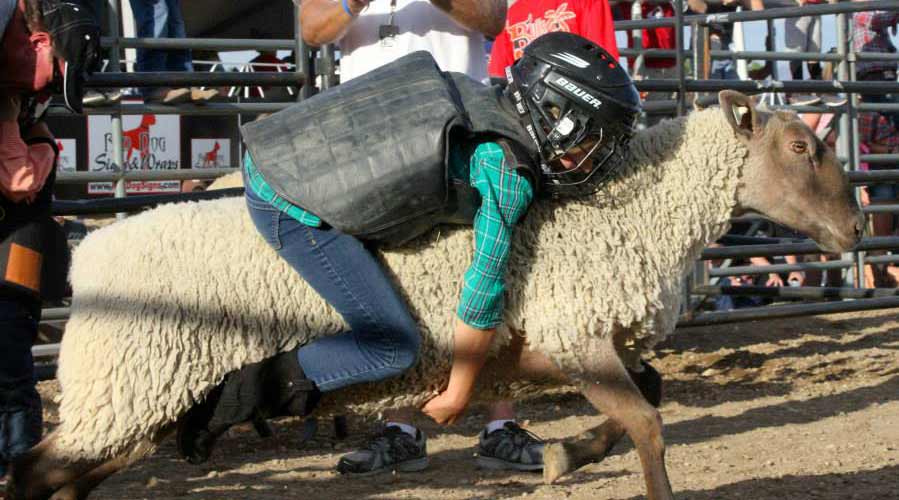 Mutton Busting