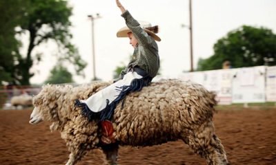 Mutton Busting