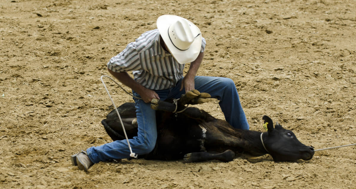 What is Tie Down Roping? Cowboy Lifestyle Network