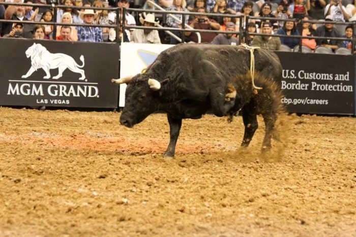 Bullfighters Only (BFO) Bullfighting | Cowboy Lifestyle Network (CLN)