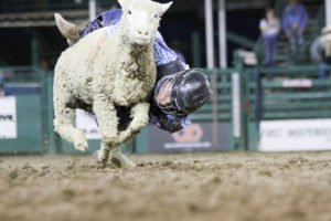 Mutton Busting at Reno Rodeo