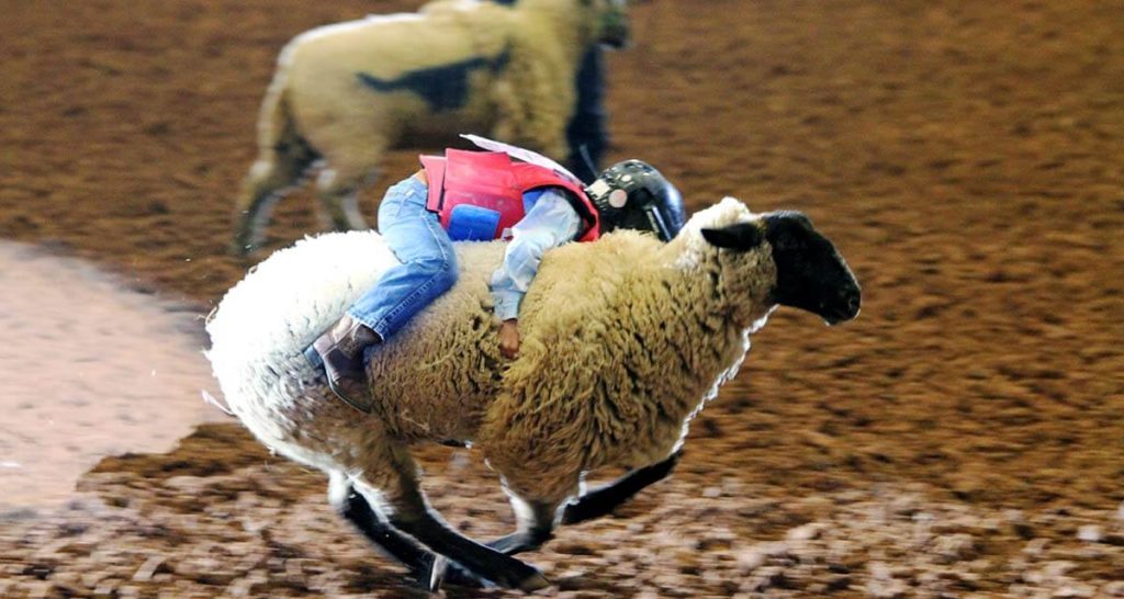 Sheep Riding Kids Participate in Mutton Busting