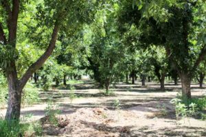 Ak-Chin Farm Pecan Grove