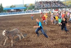 Calf-Ram-Scrambles-at-Steamboat-Springs-Pro-Rodeo-Series-2016