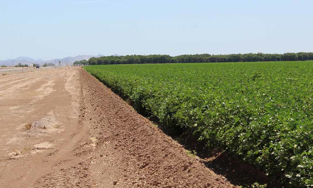 Use of New Technology Helps Ak-Chin Farms Achieve Bountiful Harvest