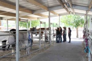 horses-help-in-cave-creek-az-august-2016-7