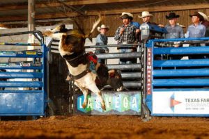 2014 Texas Farm Bureau Insurance Spring Fling Futurity. Photo By: Todd Brewer/Bull Stock Media