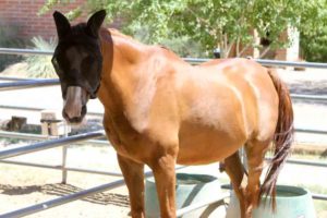 Mr. P is an Arabian, chestnut colored horse that was donated by the Herlin Family