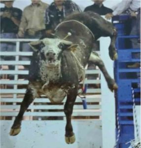 232-ranch-needles-bucking-bull