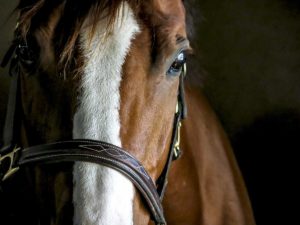 horses-help-horse-close-up