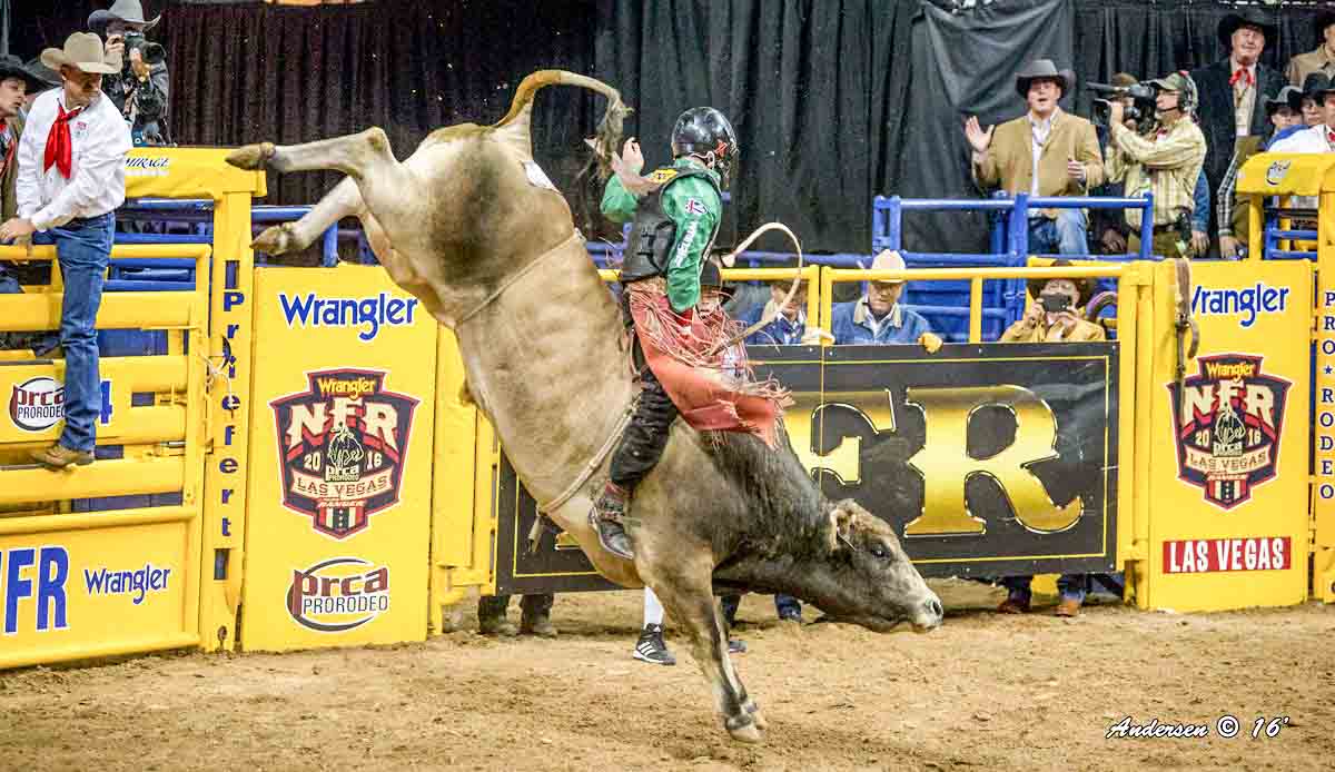 Brennon Eldred on SweetPro's Bruiser (D&H Cattle) during Round 9 of the WNFR16