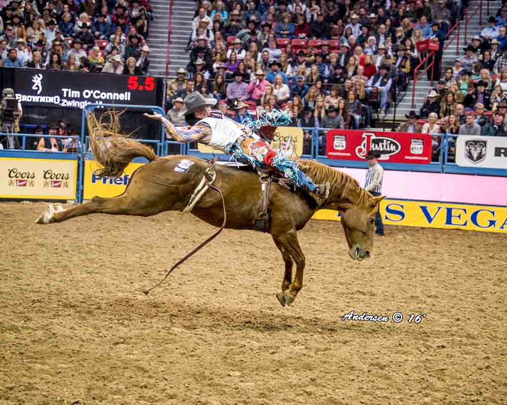 Tim O'Connell - Bareback Riding - Wrangler NFR Rodeo 2016 Go-Round Winners: Day 2 in Las Vegas © Ric Andersen Photos
