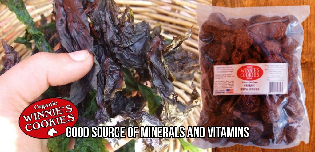 Dulse is a red, lettuce-like seaweed. Winnie's Cookies contains dulse from New Brunswick.