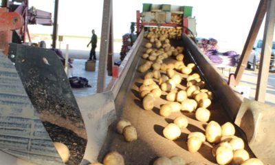 Ak-Chin Farms harvest includes potatoes for local snack market