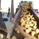 Ak-Chin Farms harvest includes potatoes for local snack market