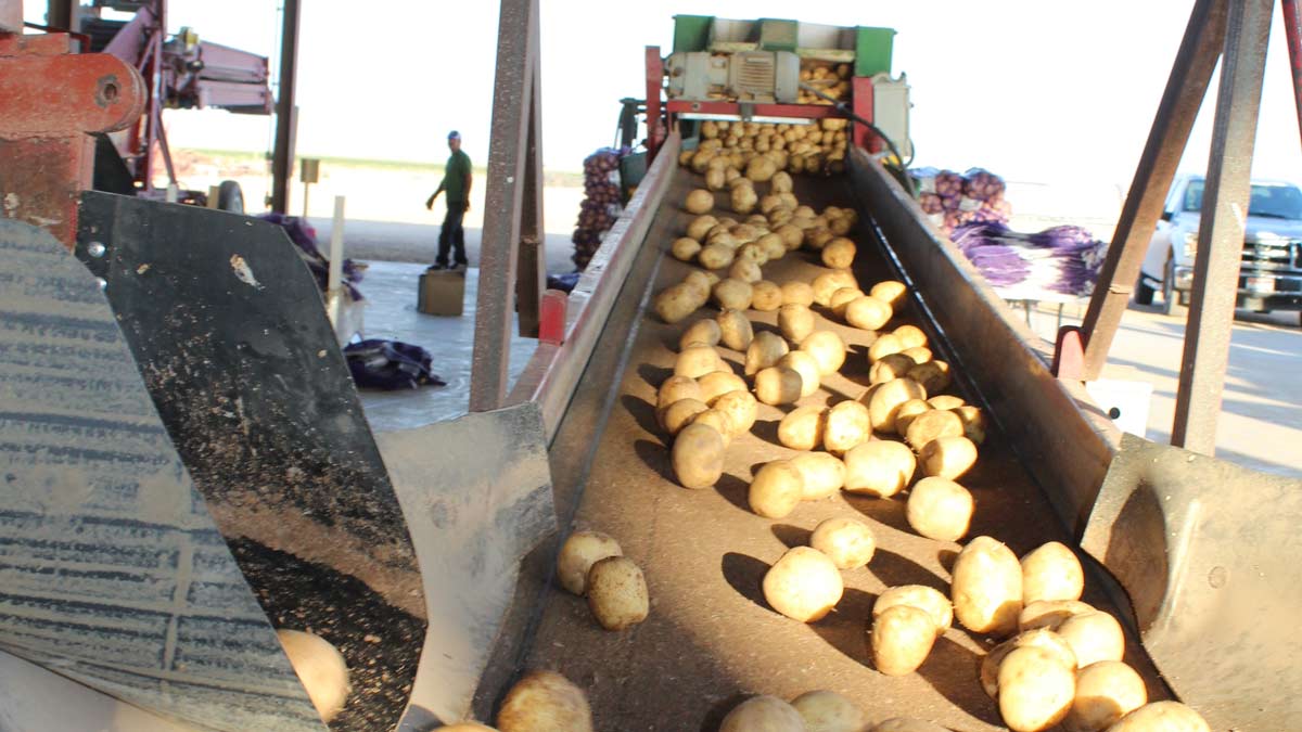 Ak-Chin Farms harvest includes potatoes for local snack market