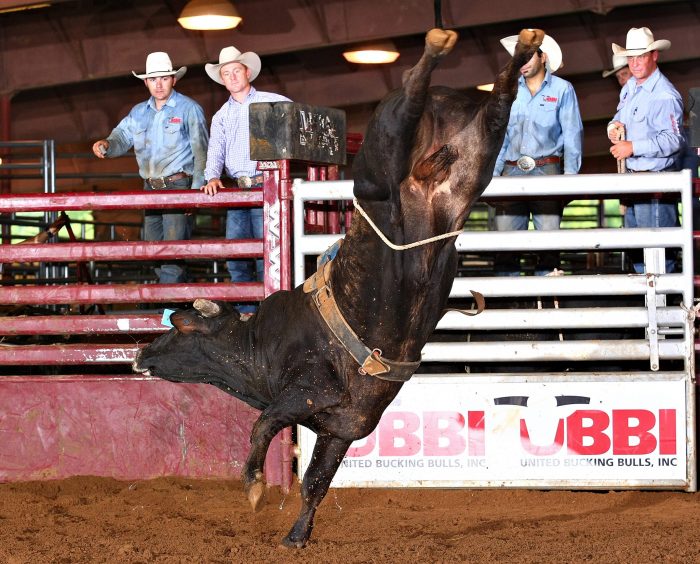 Investing in a Thrill of a Lifetime: Turning Bucking Bull Prospects ...