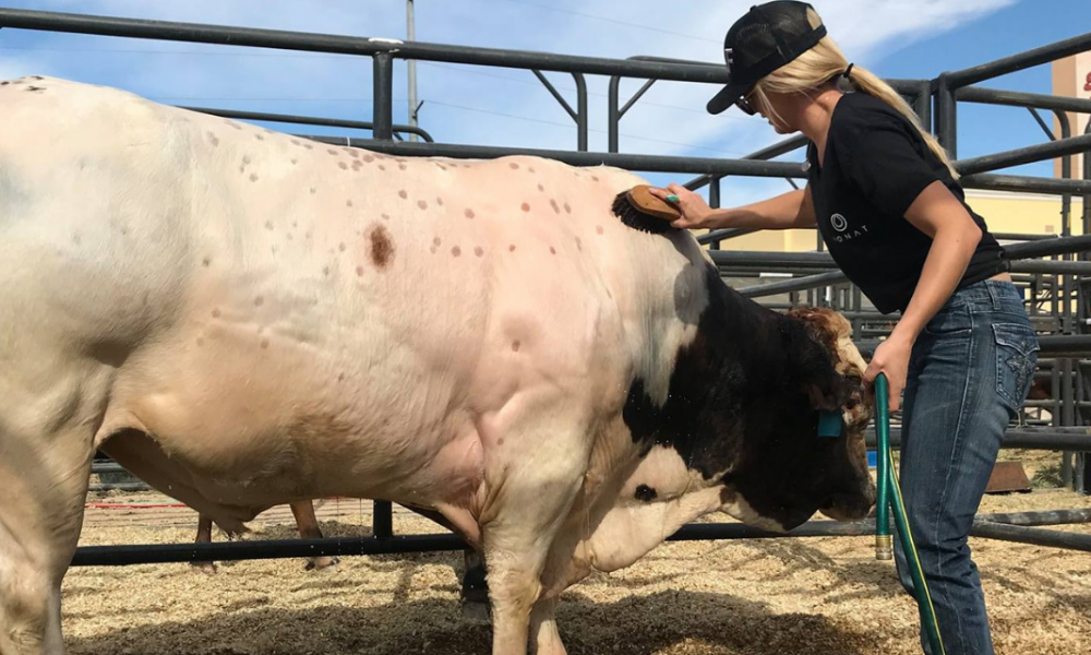 Investing in a Thrill of a Lifetime Turning Bucking Bull Prospects