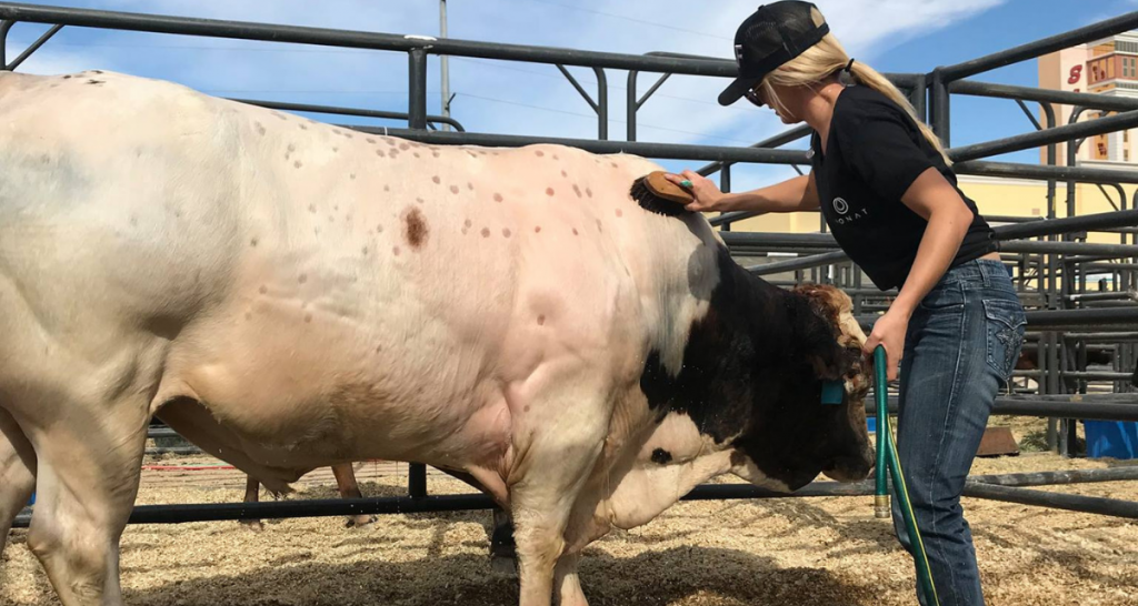 meanest bull in pbr history