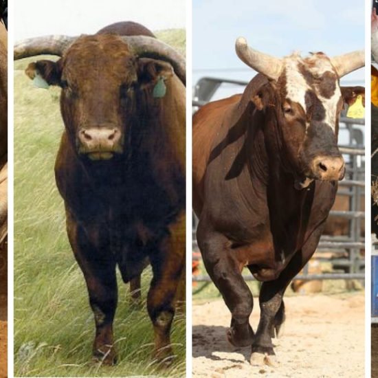 Diamond A Ranch: Arizona's Largest Working Cattle Ranch