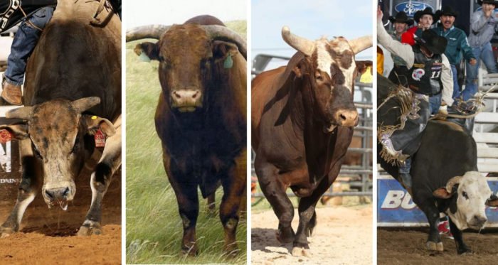 Top 5 Bulls in Bucking Bull History - Cowboy Lifestyle Network