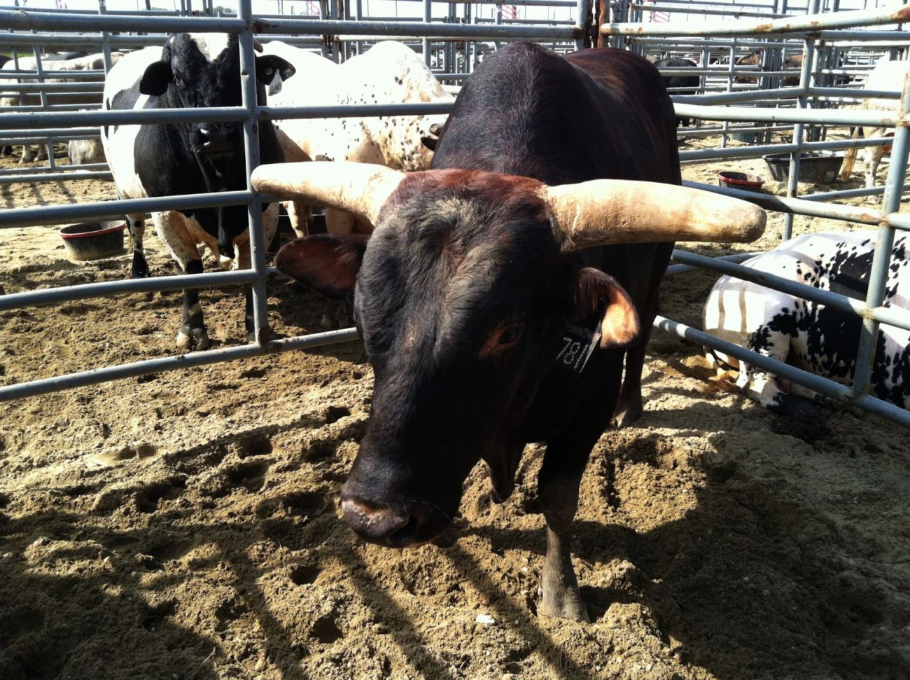 Top 5 Bulls In Bucking Bull History Cowboy Lifestyle Network