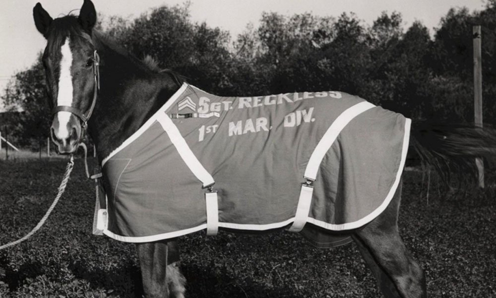 Sergeant Reckless, The Most Decorated War Horse In History