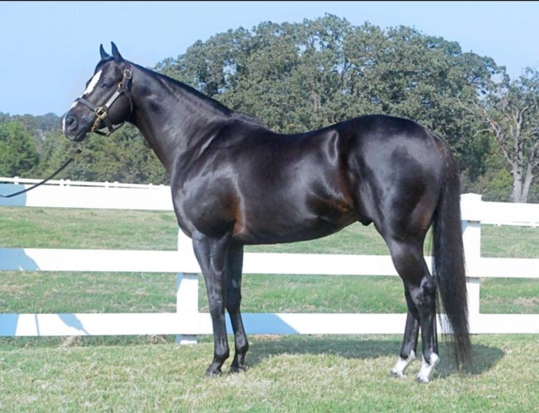 2019 Top 10 AQHA Leading Sires by Money Earned Cowboy Lifestyle Network