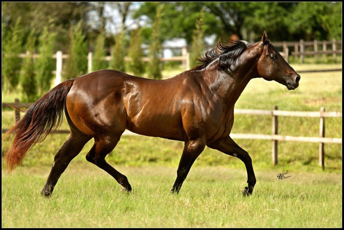 2019 Top 10 AQHA Leading Sires by Money Earned Cowboy Lifestyle Network