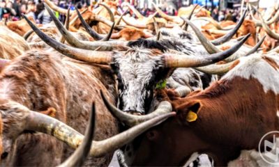 National Western Stock Show