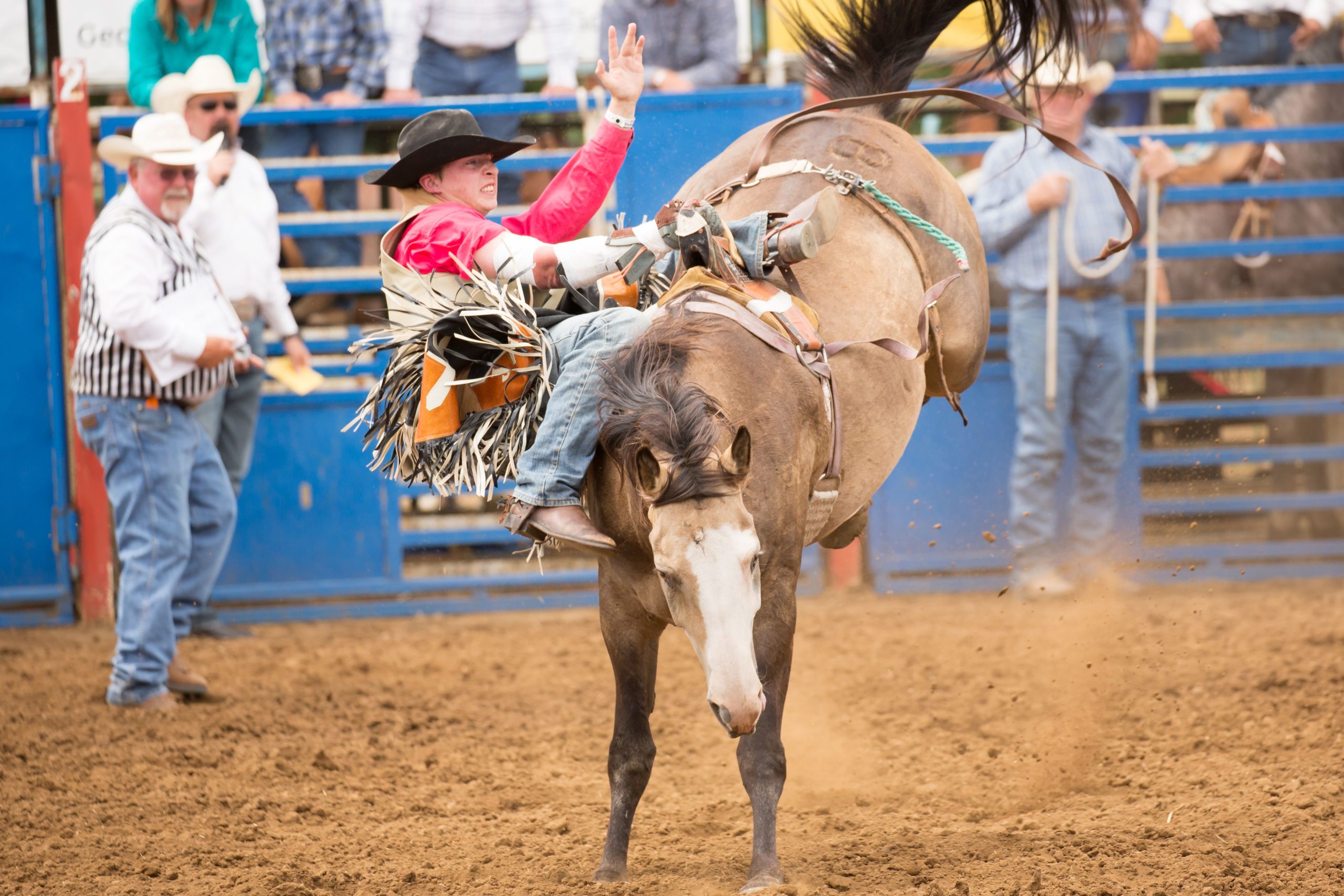 Animal Welfare in Rodeo Livestock - Cowboy Lifestyle Network