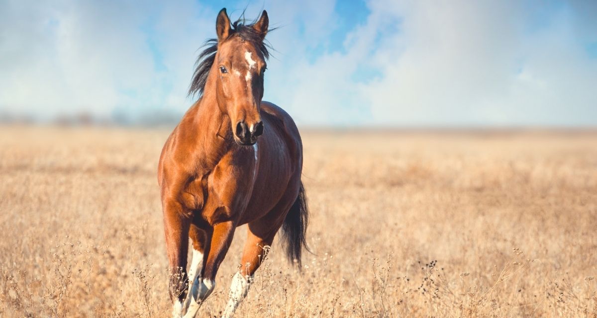 New Horse Starter Pack Cowboy Lifestyle Network