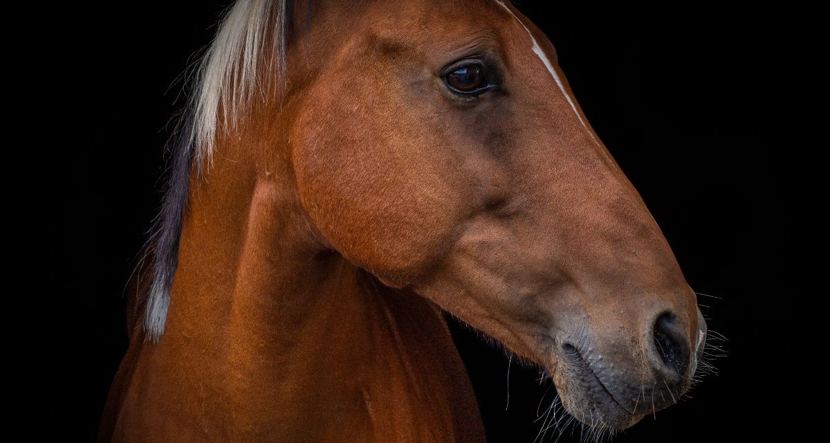 Buster Welch - AQHA