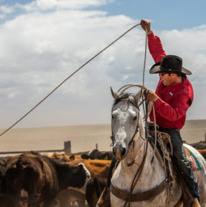 Diamond A Ranch: Arizona's Largest Working Cattle Ranch